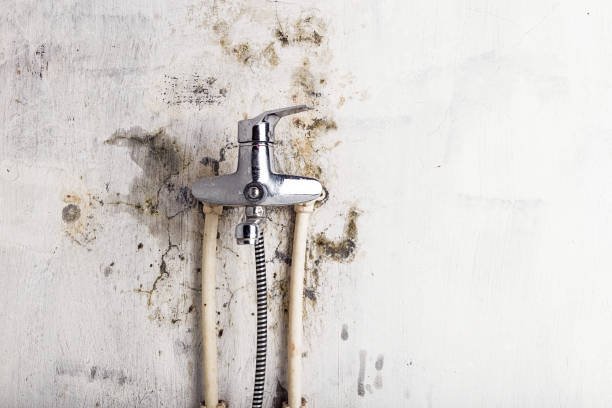 Best Office Mold Removal Services  in Paradise Hills, NM
