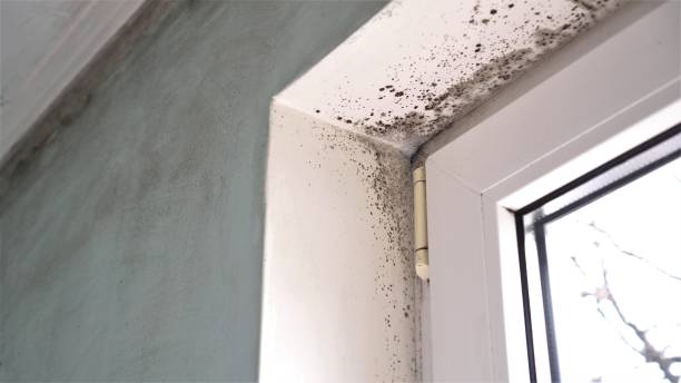 Best Home Mold Removal  in Paradise Hills, NM