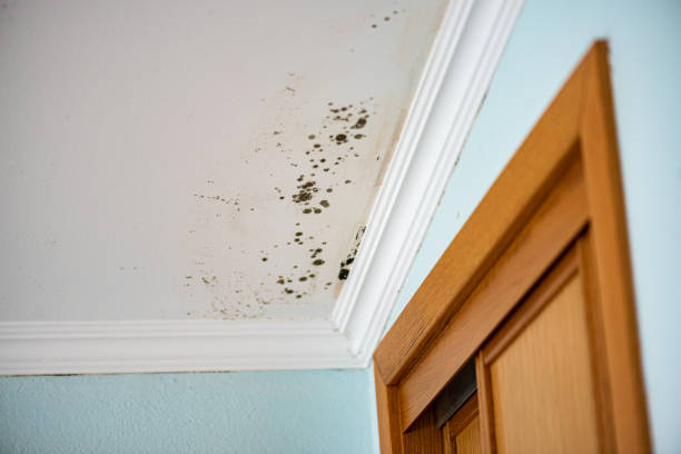 Best Crawl Space Mold Removal  in Paradise Hills, NM