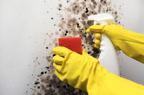 Certified Mold Removal in Paradise Hills, NM