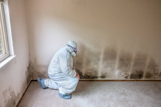 Best Residential Mold Removal  in Paradise Hills, NM
