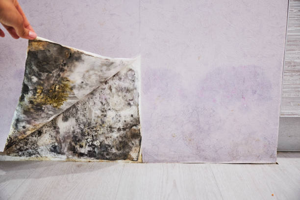 Best Toxic Mold Removal  in Paradise Hills, NM